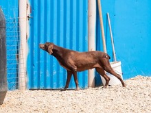 HARA, Hund, Deutsch Drahthaar in Rumänien - Bild 7