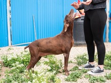 HARA, Hund, Deutsch Drahthaar in Rumänien - Bild 8