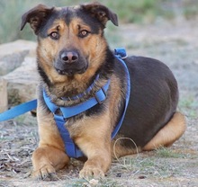 LECTER, Hund, Deutscher Schäferhund in Spanien - Bild 1