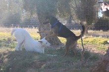 LECTER, Hund, Deutscher Schäferhund in Spanien - Bild 10