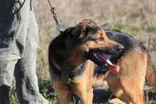 LECTER, Hund, Deutscher Schäferhund in Spanien - Bild 11