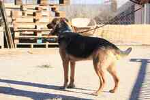 LECTER, Hund, Deutscher Schäferhund in Spanien - Bild 12