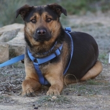 LECTER, Hund, Deutscher Schäferhund in Spanien - Bild 13