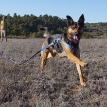 LECTER, Hund, Deutscher Schäferhund in Spanien - Bild 15