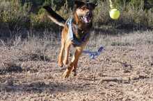 LECTER, Hund, Deutscher Schäferhund in Spanien - Bild 16