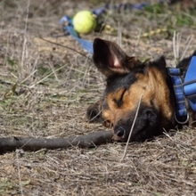 LECTER, Hund, Deutscher Schäferhund in Spanien - Bild 17