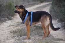 LECTER, Hund, Deutscher Schäferhund in Spanien - Bild 2