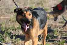 LECTER, Hund, Deutscher Schäferhund in Spanien - Bild 21