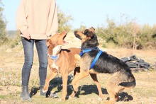 LECTER, Hund, Deutscher Schäferhund in Spanien - Bild 3