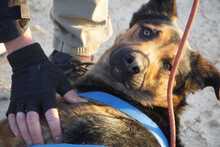 LECTER, Hund, Deutscher Schäferhund in Spanien - Bild 5