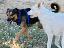 LECTER, Hund, Deutscher Schäferhund in Spanien - Bild 6