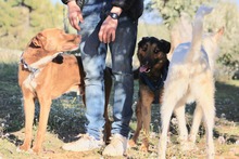 LECTER, Hund, Deutscher Schäferhund in Spanien - Bild 7