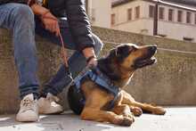 LECTER, Hund, Deutscher Schäferhund in Spanien - Bild 9