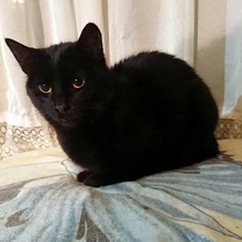 MORENA, Katze, Europäisch Kurzhaar in Bulgarien - Bild 1