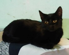 MORENA, Katze, Europäisch Kurzhaar in Bulgarien - Bild 2