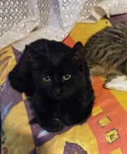 MORENA, Katze, Europäisch Kurzhaar in Bulgarien - Bild 3