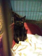 MORENA, Katze, Europäisch Kurzhaar in Bulgarien - Bild 8