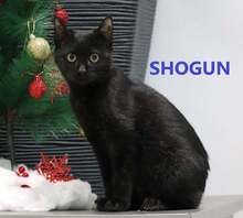 SHOGUN, Katze, Europäisch Kurzhaar in Bulgarien - Bild 1