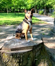 BRUNO, Hund, Mischlingshund in Teltow - Bild 1