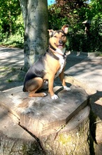 BRUNO, Hund, Mischlingshund in Teltow - Bild 2
