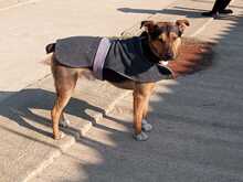 BRUNO, Hund, Mischlingshund in Teltow - Bild 5