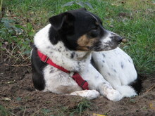 TOTO, Hund, Mischlingshund in Berlin - Bild 15