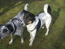 TOTO, Hund, Mischlingshund in Berlin - Bild 17