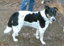TOTO, Hund, Mischlingshund in Berlin - Bild 2