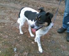 TOTO, Hund, Mischlingshund in Berlin - Bild 5