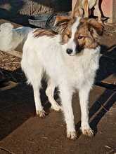 COSMO, Hund, Mischlingshund in Rumänien - Bild 2