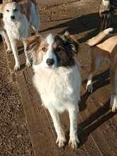 COSMO, Hund, Mischlingshund in Rumänien - Bild 3