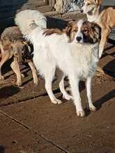 COSMO, Hund, Mischlingshund in Rumänien - Bild 4