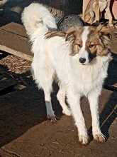 COSMO, Hund, Mischlingshund in Rumänien - Bild 5