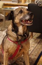 BONNIE, Hund, Mischlingshund in Essen - Bild 2