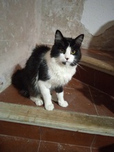 MISHI, Katze, Europäisch Kurzhaar in Spanien - Bild 2