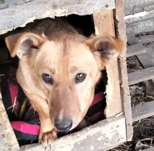 SALLY, Hund, Mischlingshund in Rumänien - Bild 1