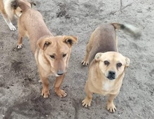 SALLY, Hund, Mischlingshund in Rumänien - Bild 2