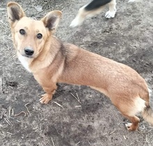 SALLY, Hund, Mischlingshund in Rumänien - Bild 4