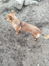 SALLY, Hund, Mischlingshund in Rumänien - Bild 5