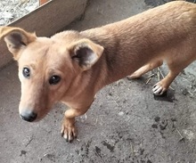 SALLY, Hund, Mischlingshund in Rumänien - Bild 6