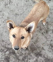 SALLY, Hund, Mischlingshund in Rumänien - Bild 7