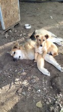 SALLY, Hund, Mischlingshund in Rumänien - Bild 8