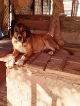 KANELA, Hund, Mischlingshund in Griechenland - Bild 3