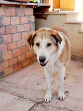 IBAN, Hund, Mischlingshund in Griechenland - Bild 4
