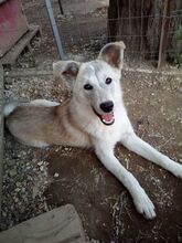 MANDARINA, Hund, Mischlingshund in Griechenland - Bild 1