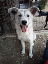 MANDARINA, Hund, Mischlingshund in Griechenland - Bild 2