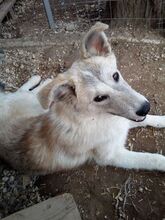 MANDARINA, Hund, Mischlingshund in Griechenland - Bild 3