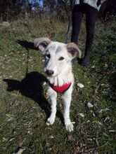 MANDARINA, Hund, Mischlingshund in Griechenland - Bild 6