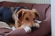 AKUMA, Hund, Mischlingshund in Kropp - Bild 13