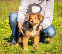 AKUMA, Hund, Mischlingshund in Ennigerloh - Bild 16
